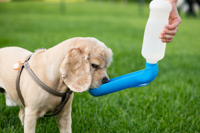 美国可卡犬在城市公园散步时喝水。