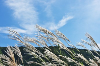 日本潘帕斯草的穗子