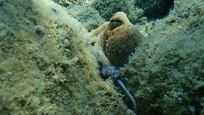 普通章鱼(octopus vulgaris)狩猎