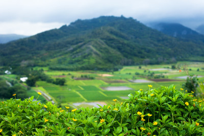 夏威夷考艾岛哈纳莱山谷的芋头农场