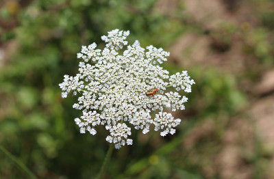 牛欧芹