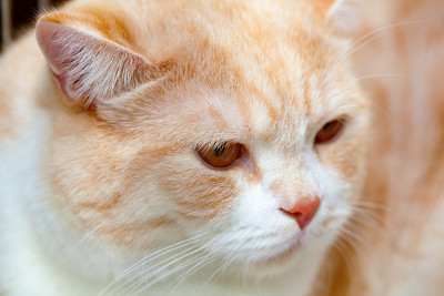 红猫金栗鼠。