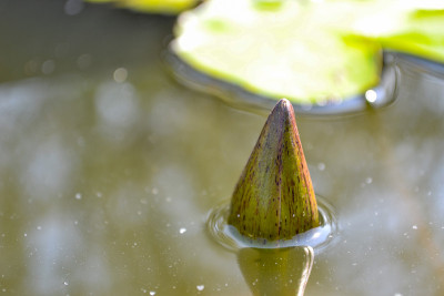 水性芽