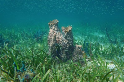 加勒比海海洋生物巨桶海绵