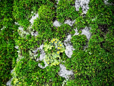 树皮上的绿色苔藓和地衣