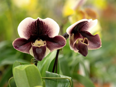 西方的兰花,Paphiopedilum