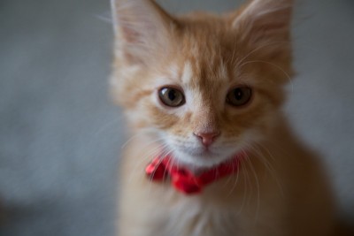 小猫与领