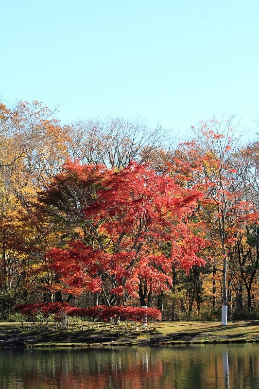 日本山梨县清佐藤高地的秋叶