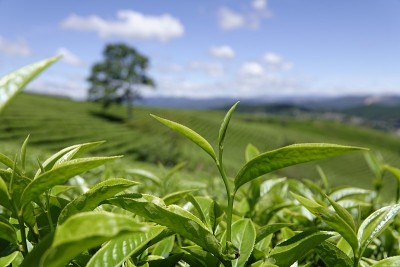 高原绿茶农场
