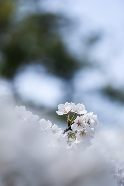 白色的樱花