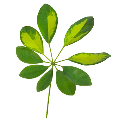 鹅掌柴arboricola叶