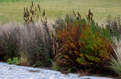 perennial beds with ornamental flowers and grasses