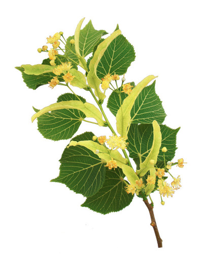 菩提树花枝。白色背景。