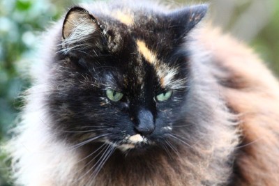 长头发的猫