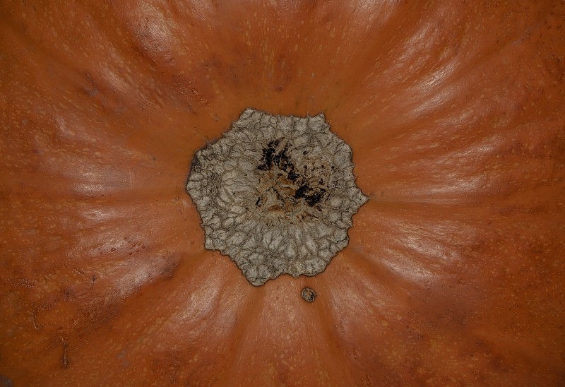 Bottom Of The Pumpkin.