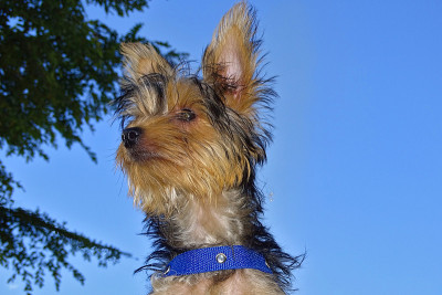 约克郡犬