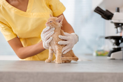 兽医护士在动物诊所照顾小猫