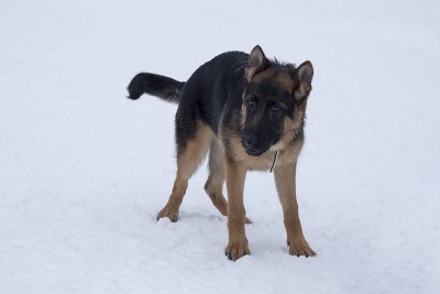 德国牧羊犬小狗站在冬天公园的白雪上。四个月大。宠物的动物。