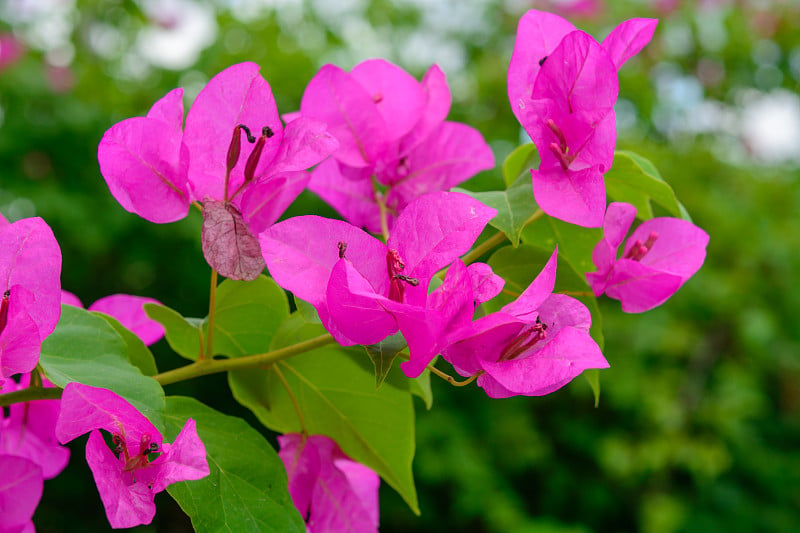 粉红色的叶子花属花