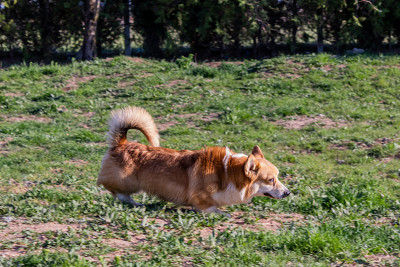 犬种繁育和训练