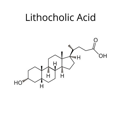 石胆酸。胆汁酸。化学分子式石胆酸。矢量插图在孤立的背景