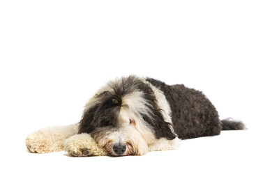牧羊犬孤立的白色