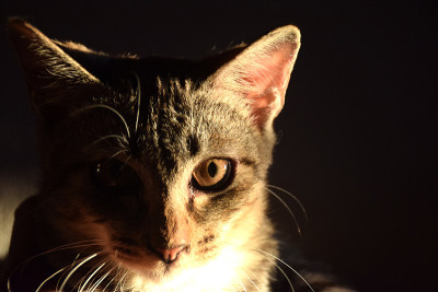 放松的猫在家里