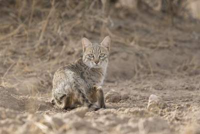 沙漠猫