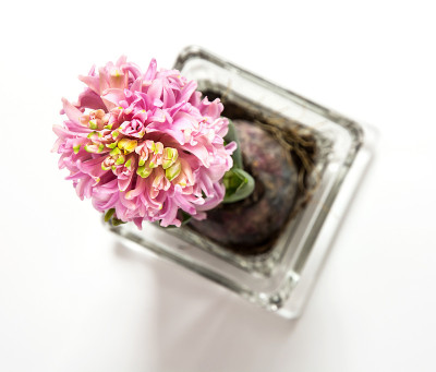 粉色风信子开花