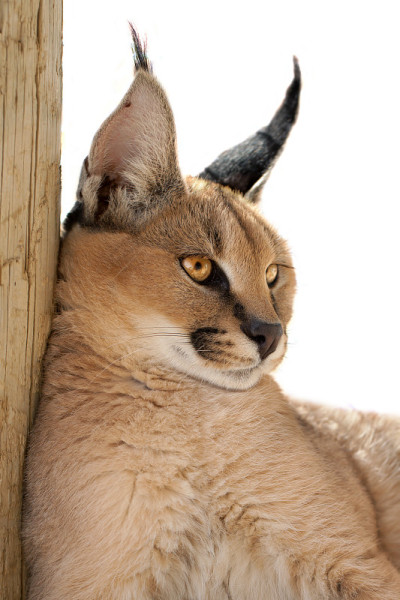 狞猫的猫