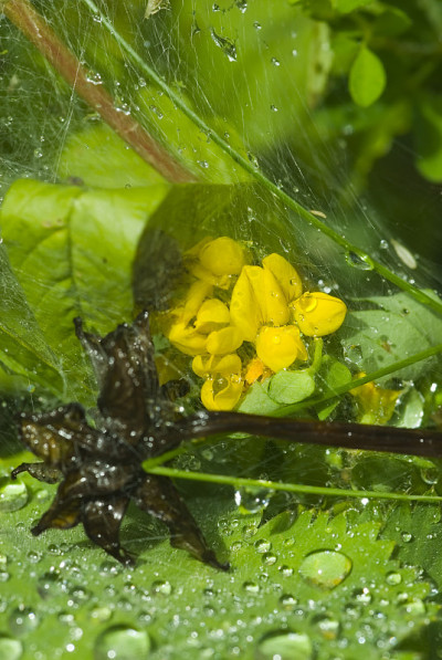 雨后系列