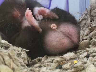仓鼠
