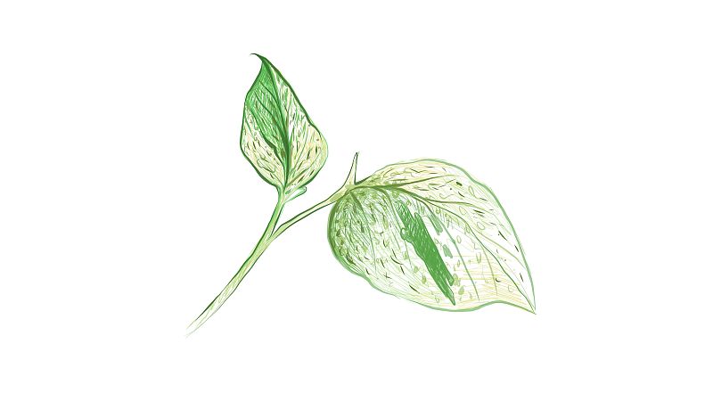 Illustration of Golden Pothos or Ivy Arum Plant