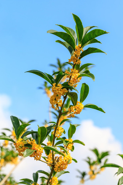 黄桂花在桂花树在秋天开花