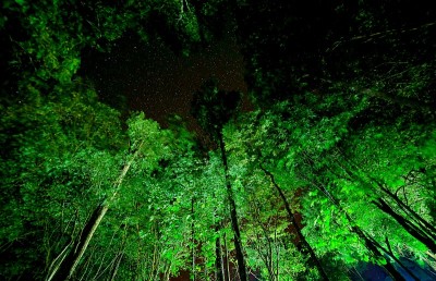 夜晚的森林