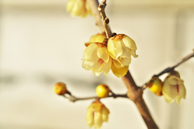 Chimonanthus praecox