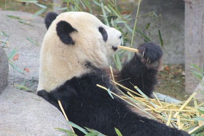 Giant pandas eating bamboo endangered bears