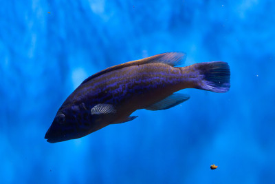 杜鹃wrasse (Labrus mixtus)。