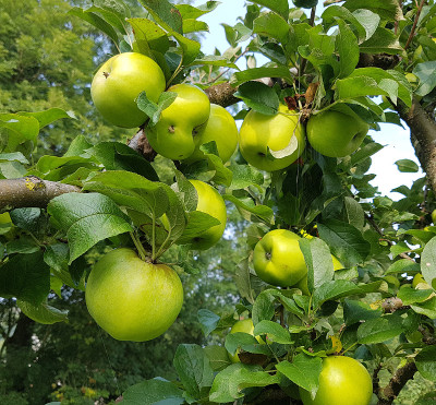 柠檬苹果，苹果，苹果，苹果，家蝇