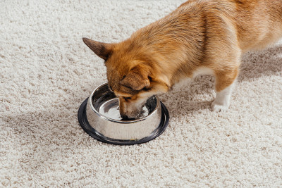 有趣的彭布罗克威尔士柯基犬用金属宠物碗喝水