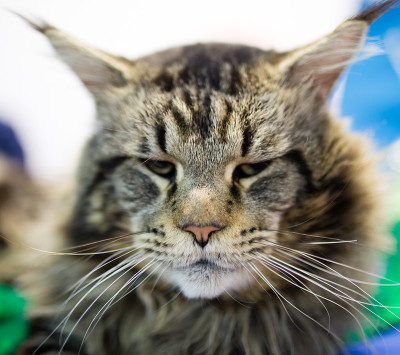 展览中最大的猫的肖像