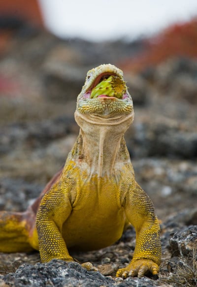 The land iguana eats a cactus.