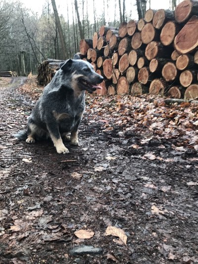 澳洲牧牛犬