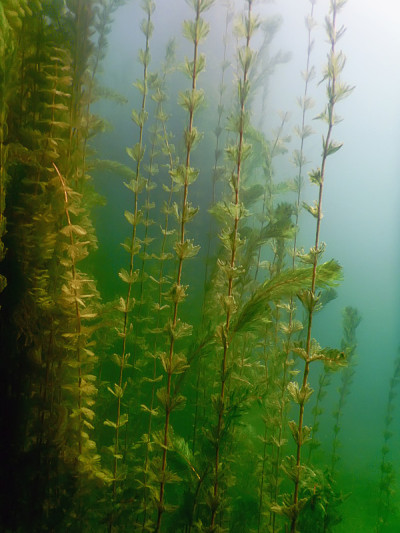 水下植物。水下植物河流，湖泊，池塘。