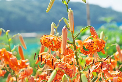 老虎百合