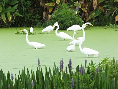 大白鹭(Ardea alba)在佛罗里达湿地