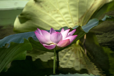 莲花