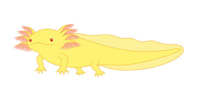 一个horlotl Woper looper角色插图