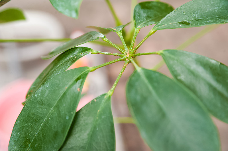 谢夫莱拉带着盾牌离开了。植株被寄生，封闭复制空间。