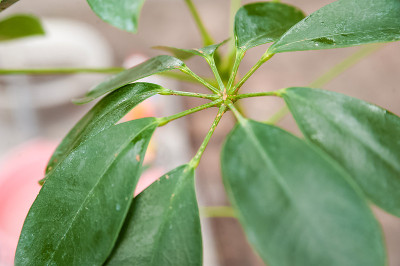 谢夫莱拉带着盾牌离开了。植株被寄生，封闭复制空间。